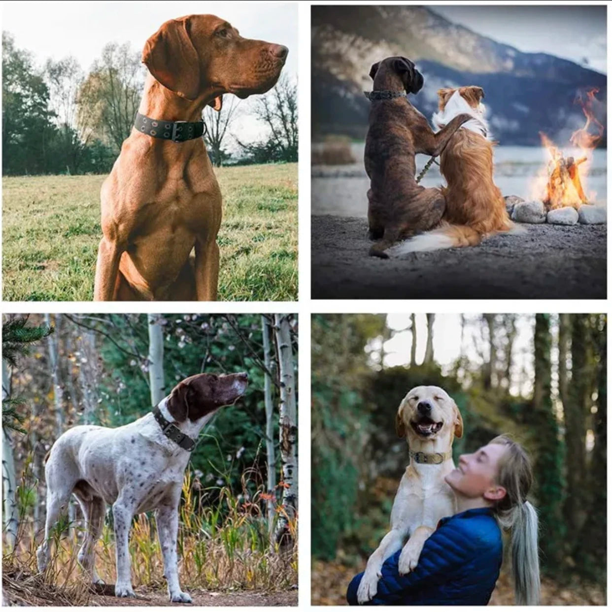 Heavy Duty Dog Collar