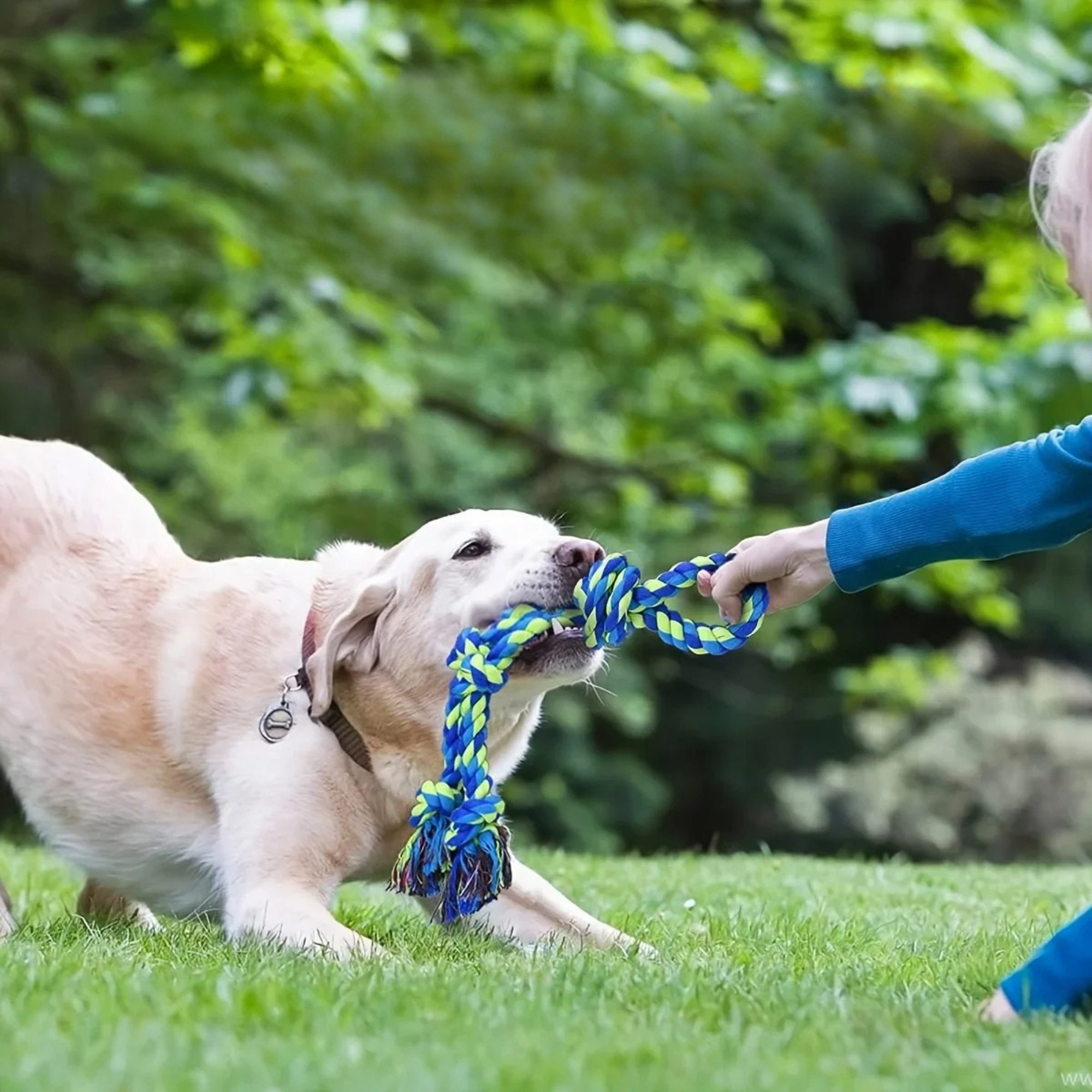 Dog Teeth Cleaning Toy