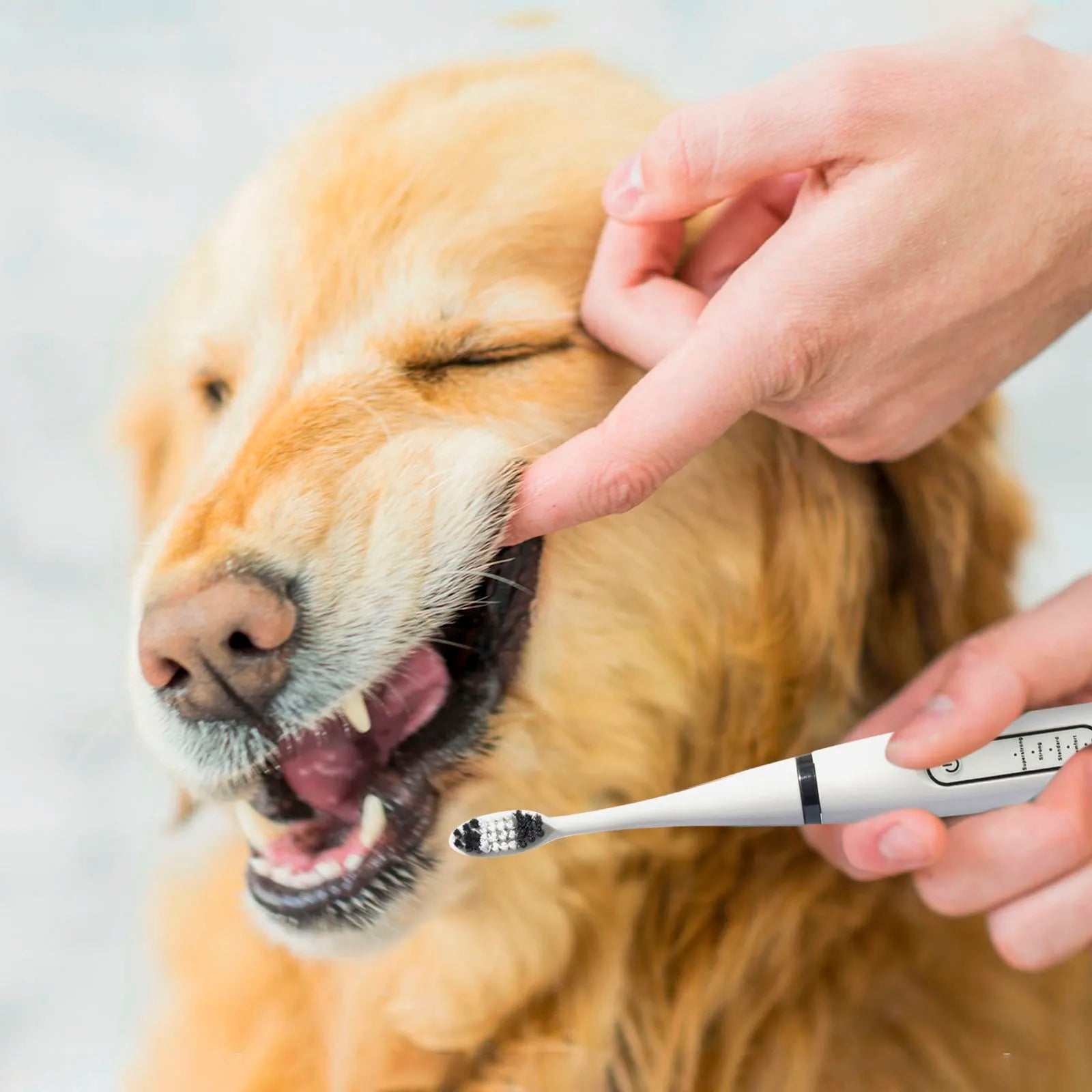 Dog Electric Toothbrush Set